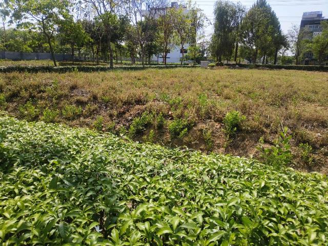 Residential Plot in Yakubpur for resale Jhajjar. The reference number is 20175296
