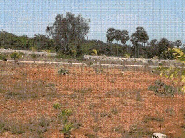 Residential Plot in Yellamanchili for resale Visakhapatnam. The reference number is 19016723