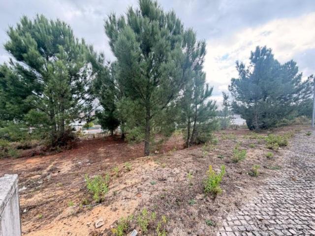 Rio Maior Rio Maior 96084986