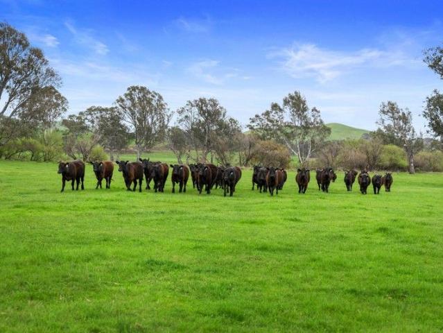 River Country 2 Titles Totaling 140 Acres Approx. To be sold separately or as a whole