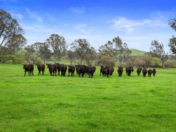 River Country 2 Titles Totaling 140 Acres Approx. To be sold separately or as a whole