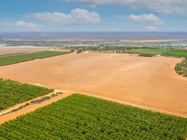 Riverland Horticulture and Development