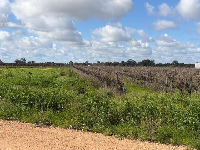 Riverland Vineyard Land
