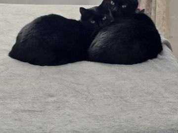 Ocean Hill, New York city, New York, USA