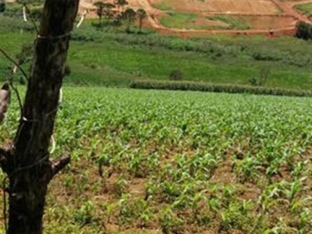 Rurais à venda em Toledo