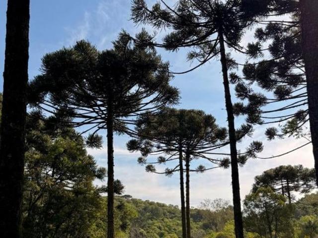 Rurais à venda em Caxias do Sul