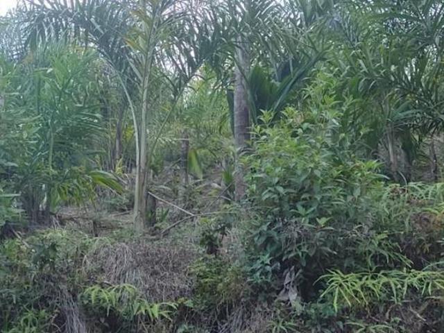 Rurais à venda em Juquiá