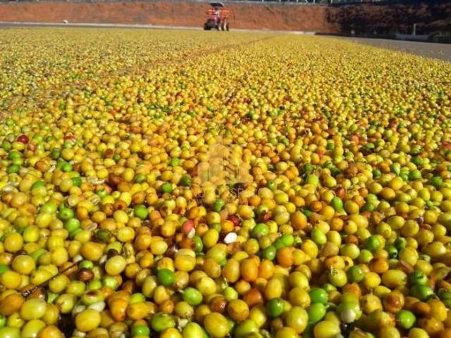 Rurais à venda em Piumhi