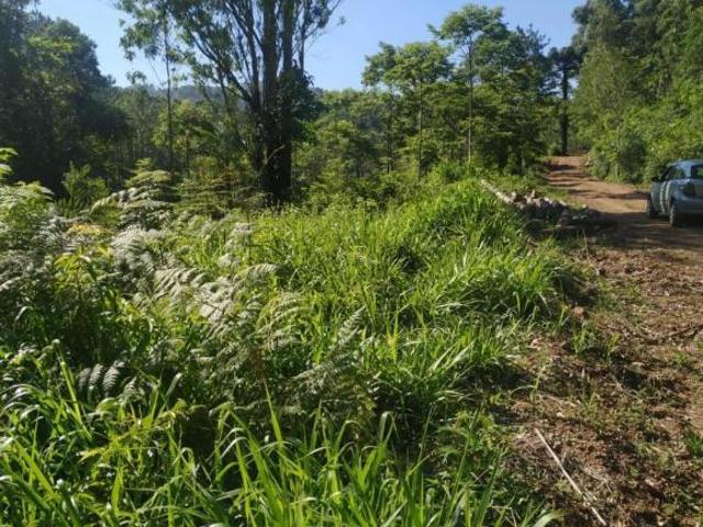 Rurais à venda em Riozinho