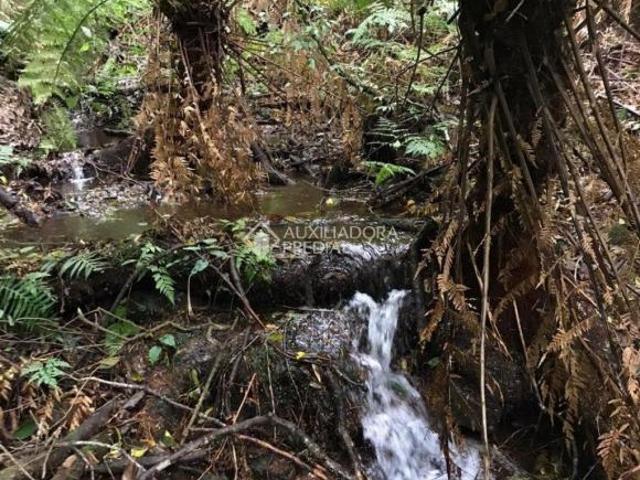 Rurais à venda em São Francisco de Paula