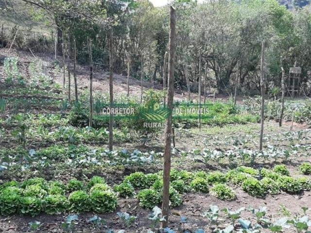 Rurais à venda em São Thomé das Letras