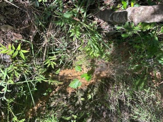 Rurais à venda em São Thomé das Letras