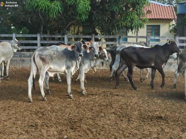 Rurais à venda na Zona Rural
