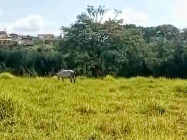 Rurais à venda no Centro