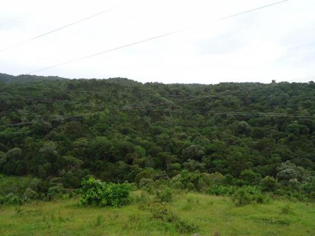 Rurais à venda no Centro
