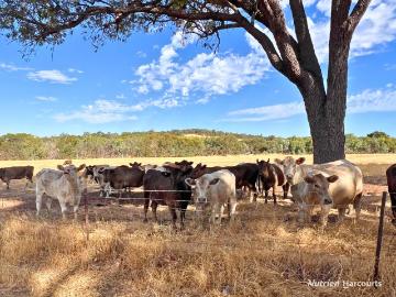 Wundowie, Northam Shire, Little Island, Western Australia