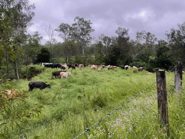 RURAL GRAZING PROPERTY GIN GIN MOUNT PERRY ROAD WONBAH FOREST QLD 4671