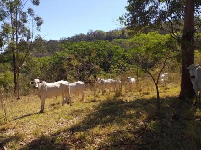 Rural Sítio em Descalvado