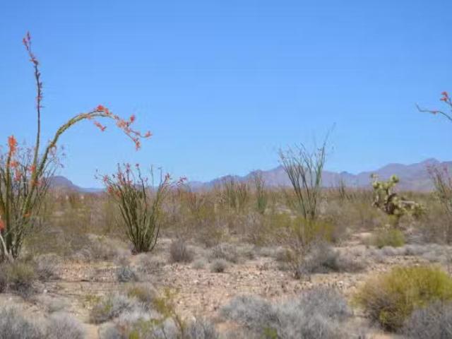 S Red Lake Rd, Yucca, AZ 86438 MLS 034632