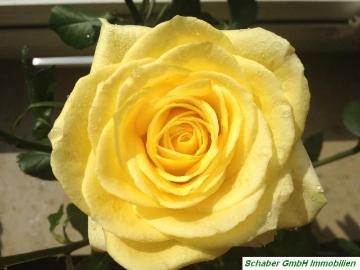 Raguhn-Jeßnitz, Sollnitz, Dessau, Nordsachsen, Sachsen