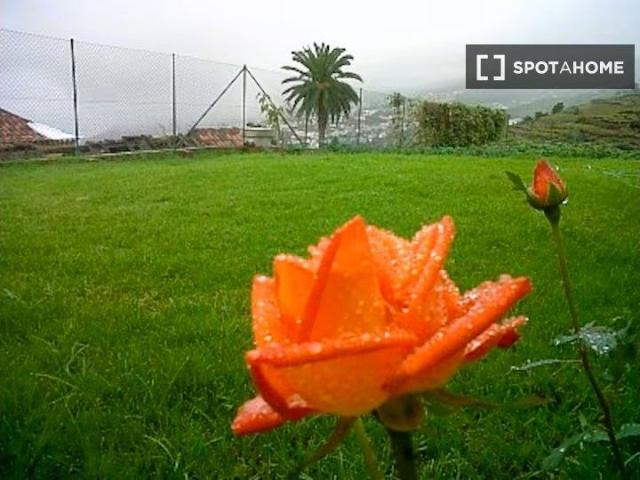 santa_cruz_de_tenerife, Canary Islands 38399