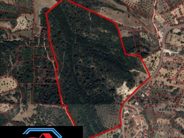 Santarém Torres Novas 2350 98918512