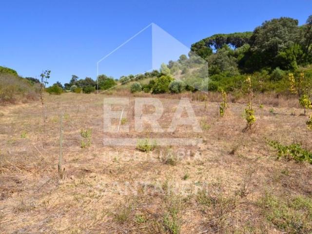 Santarém Santarém 105531444