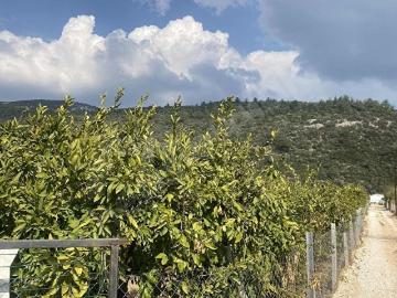 Ahmetbeyli, Menderes, Menderes, İzmir ili, Ege Bölgesi