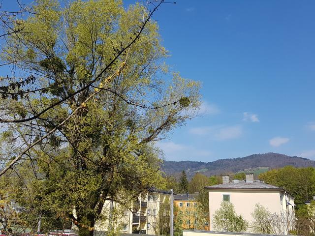 Sbg. Herrnau günstige, gepflegte Garconniere