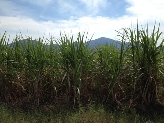 SE VENDE TERRENO DE TIPO CAMPESTRE RUBÉN ANGUIANO MICHEL 317 121 2139