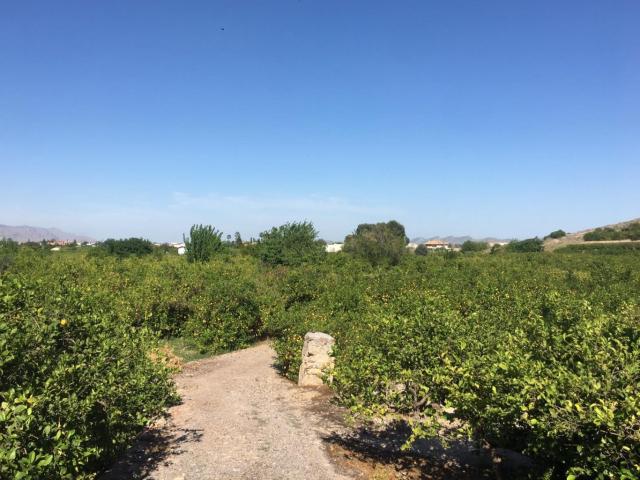 SE VENDE TERRENO PLANTADO DE LIMONEROS