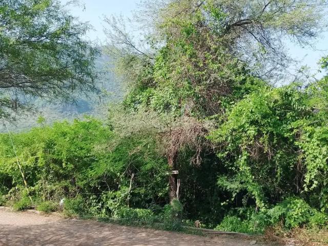 Rubén Anguiano Michel 317 121 2139 vendo Terreno Campestre $$$$$ Chiquihuitlán