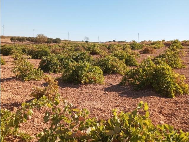 Se vende viñedo