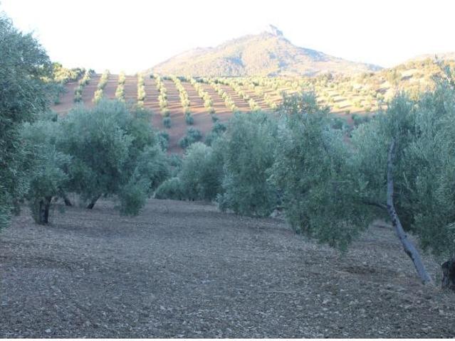 SE VENDE FINCA CON CORTIJO