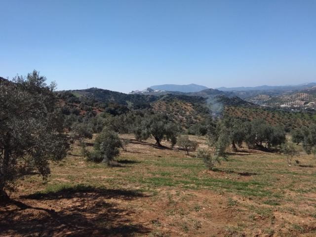 SE VENDE FINCA RUSTICA CON VIVIENDAS CERCA DE OLVERA