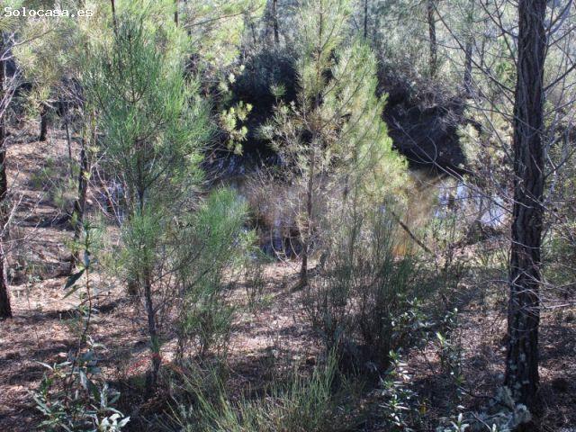 SE VENDE FINCA RUSTICA DE RECREO EN LA ZONA DE SAN VICENTE DE ALCANTARA