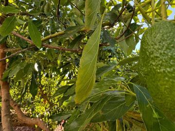 Se vende parcela de 9200 m2 con alta producción de aguacate. 120m² Alhaurín de la Torre