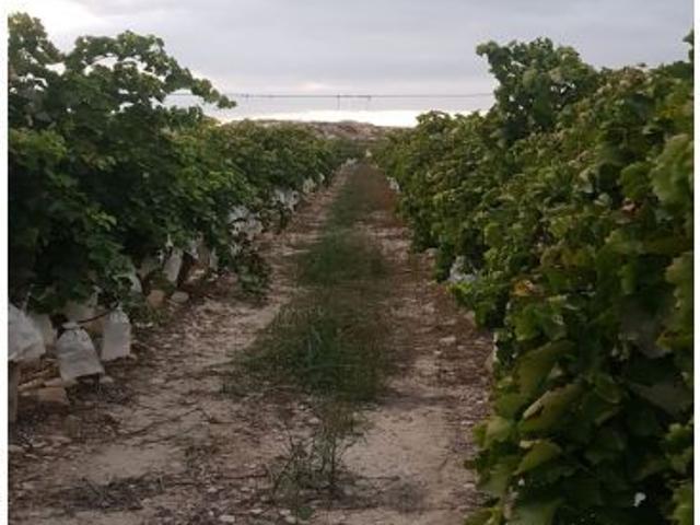 SE VENDE PARCELA EN PRODUCCION DE VIÑEDOS DE LA VARIEDAD ALEDO, RENTABILIDAD DEMOSTRADA