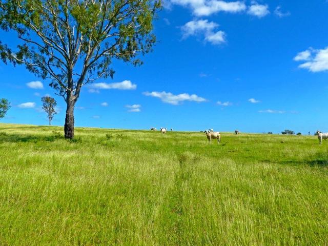 Seize the Opportunity 1397 ac/565 ha* Rural Holding 25 mins* to Rockhampton