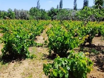 Gökçealan, Selçuk, Selçuk, İzmir ili, Ege Bölgesi