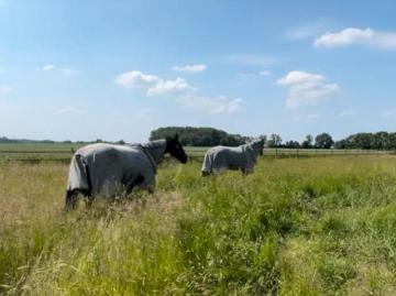 Schwanewede, Oldenburger Land, Belumer Deich, Elbe-Weser-Dreieck, Schleswig-Holstein