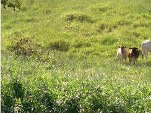 Sítio aptidão para pecuária região Uberlândia MG