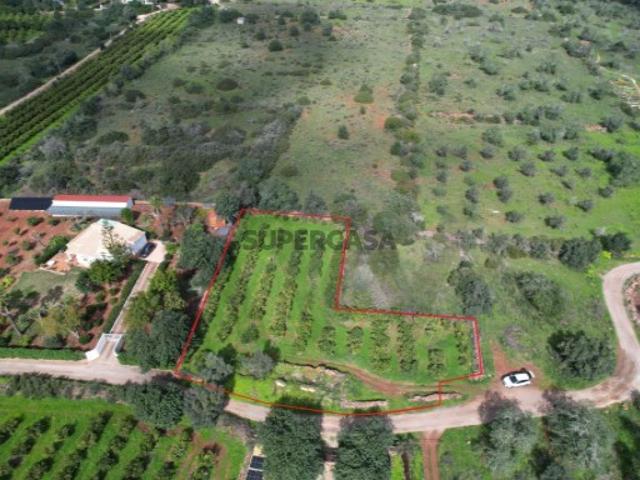 Silves Messines Carrascal | Ruína isolada com terreno | Construa a sua casa de campo !