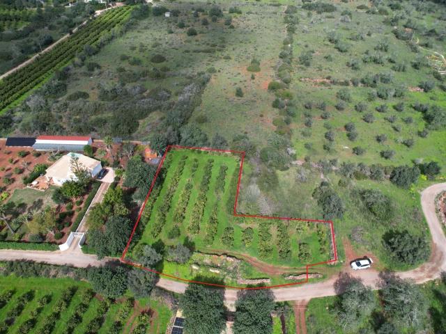 Silves – Messines – Carrascal | Ruína isolada com terreno | Construa a sua casa de campo !