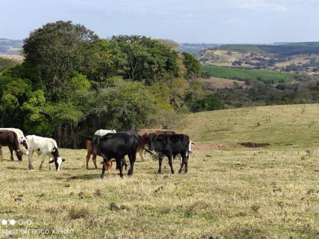 Sítio 6 Alqueires, Água Corrente, 2 Casas Simples, Terra Preta Muito Boa