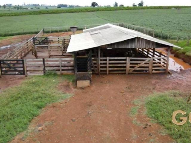 SITIO 05 ALQUEIRES Astorga / PR área preparada para confinamento de gado