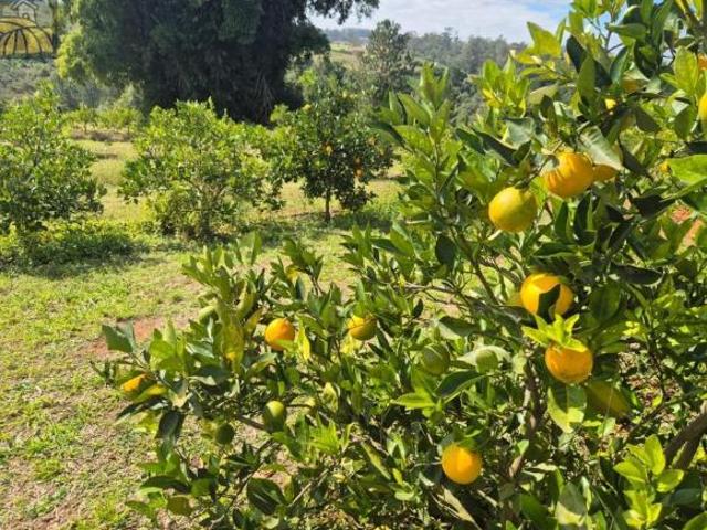 Sitio, 13 Hectares Formado em Laranja, Sarapuí, SP
