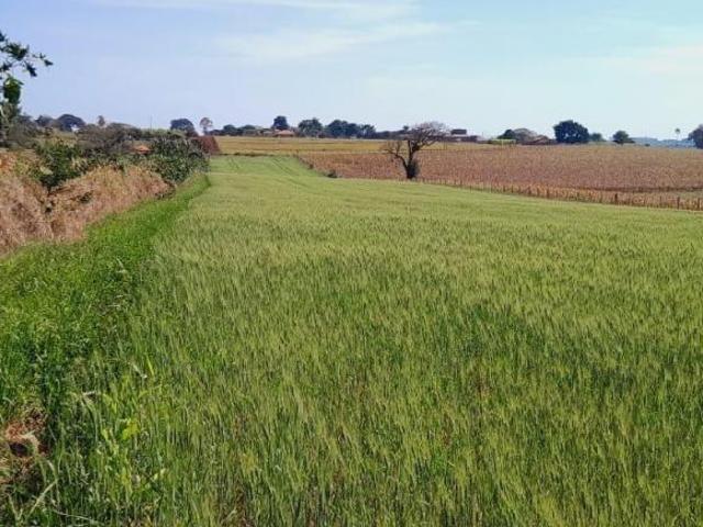 Sitio 10.4 alqueire frente para castelo Branco plantação de trigo uma reserva aproximadamente 2 al