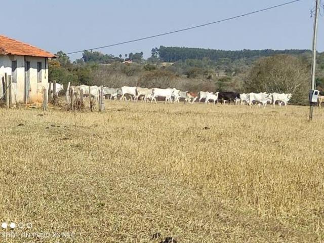 Sítio 12 Alqueires, Ótima Topografia, Terra Mista Fértil, Localização Nobre, Casa Simples