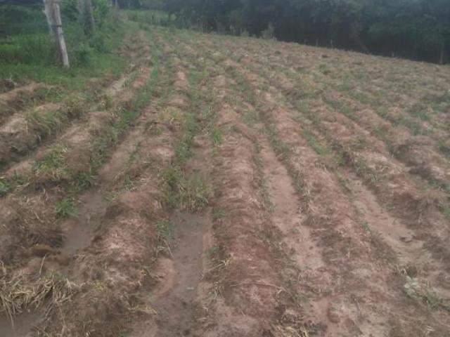 Sítio 15 mil pés de café,casa,represa